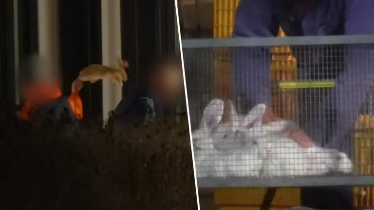 [VIDEO] Beelden tonen grootschalige mishandeling van konijnen; volgens Animal Rights ook in Vlierden en Someren