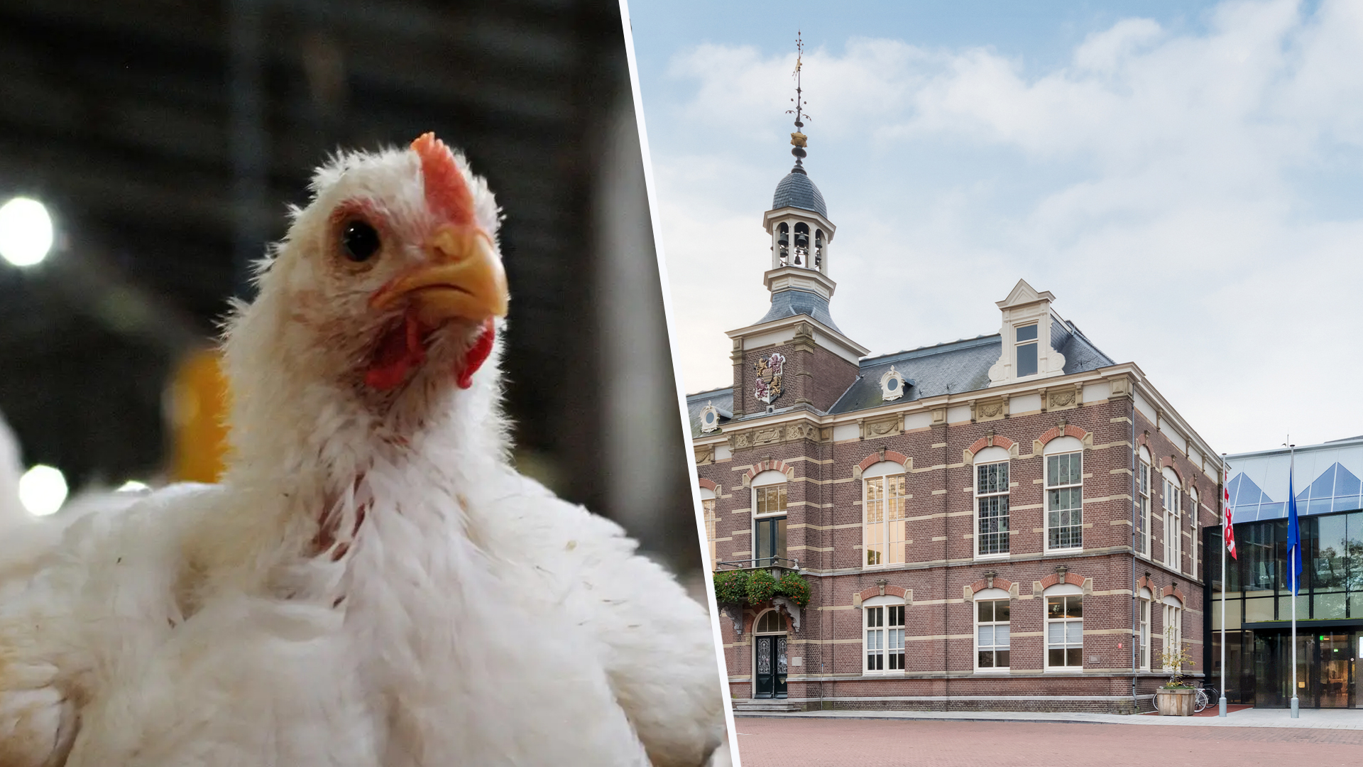 Gemeente Deurne uit zorgen richting provincie over mogelijk intrekken van vergunningen pluimveehoude