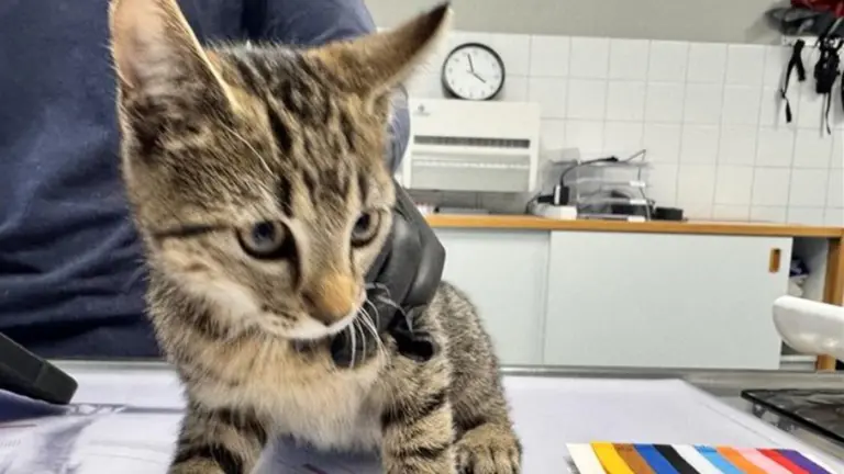 Vier kittens gevonden aan Biesdeel in Vlierden; jonge dieren waarschijnlijk gedumpt en achtergelaten