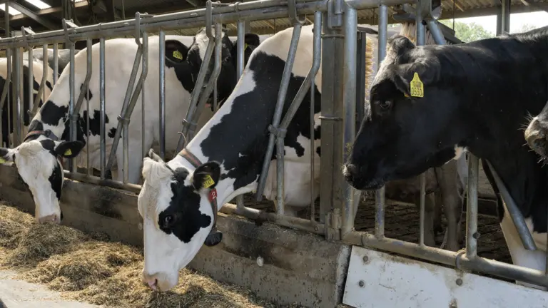 CDA vraagt college om mogelijke effecten van landelijke stikstofaanpak voor Deurne in kaart te brengen