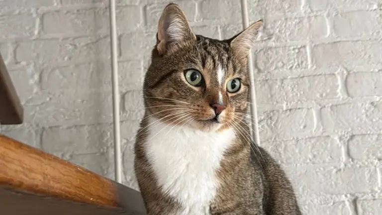 Kat Mosch in Deurne beschoten met vuurwapen: dierenarts kon niks meer voor hem doen