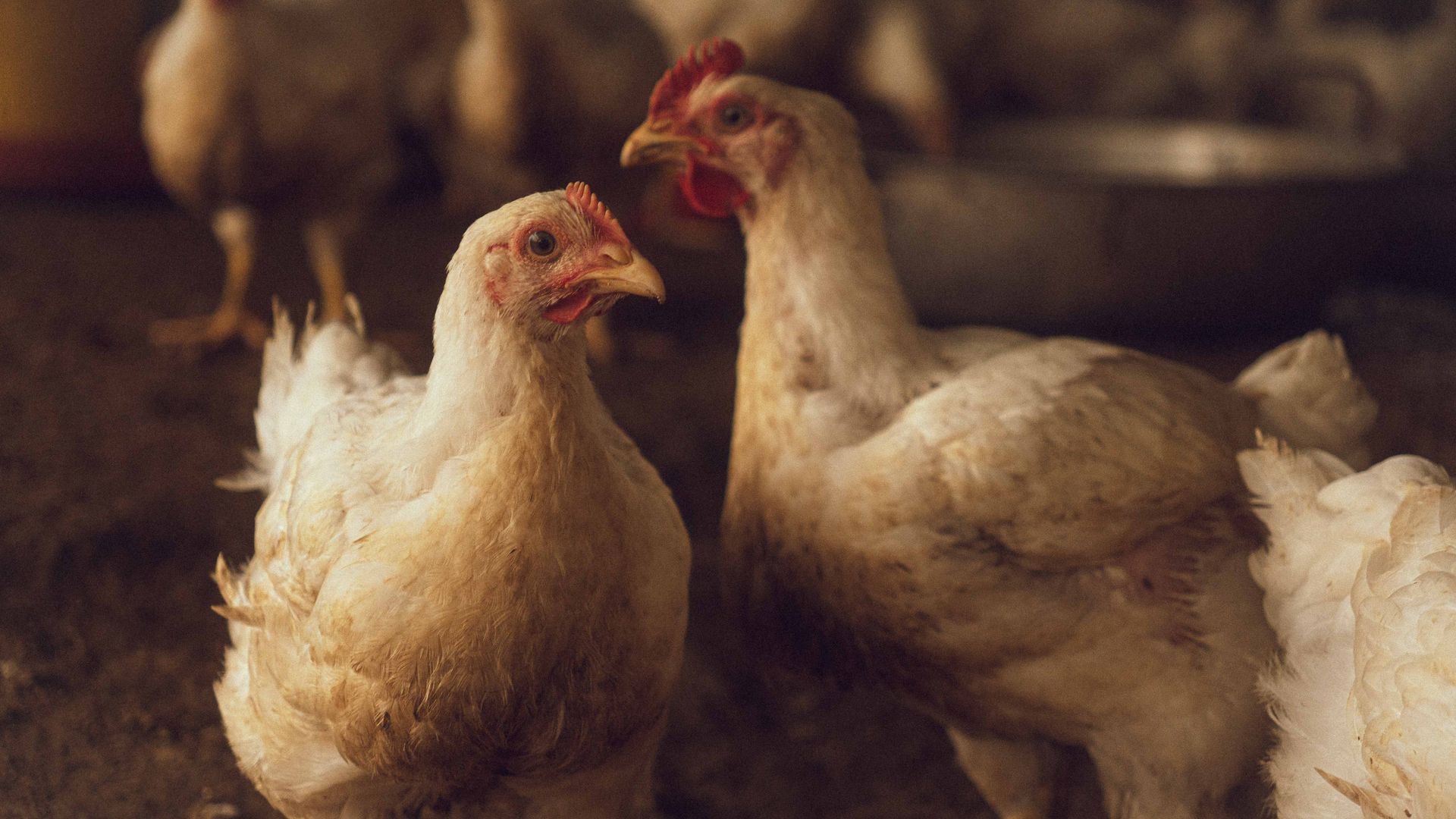 Te veel dieren bij boeren die vergunning dreigen kwijt te raken: ‘Provincie stond het toe’