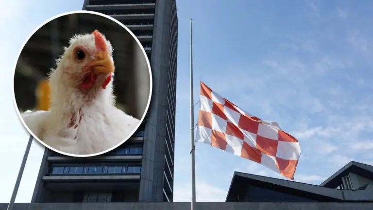 Provincie erkent fouten in communicatie naar pluimveehouders over intrekken van vergunningen