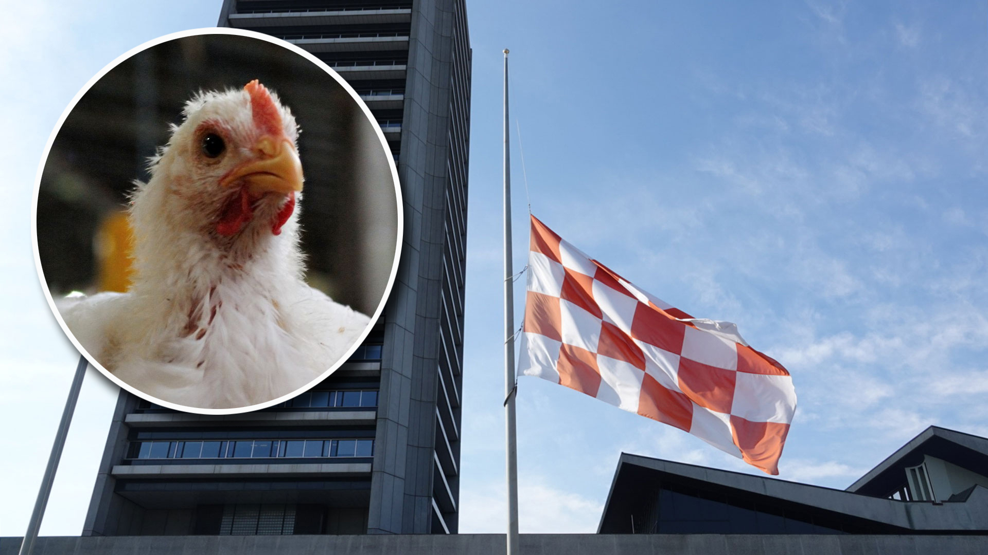Provincie erkent fouten in communicatie naar pluimveehouders over intrekken van vergunningen