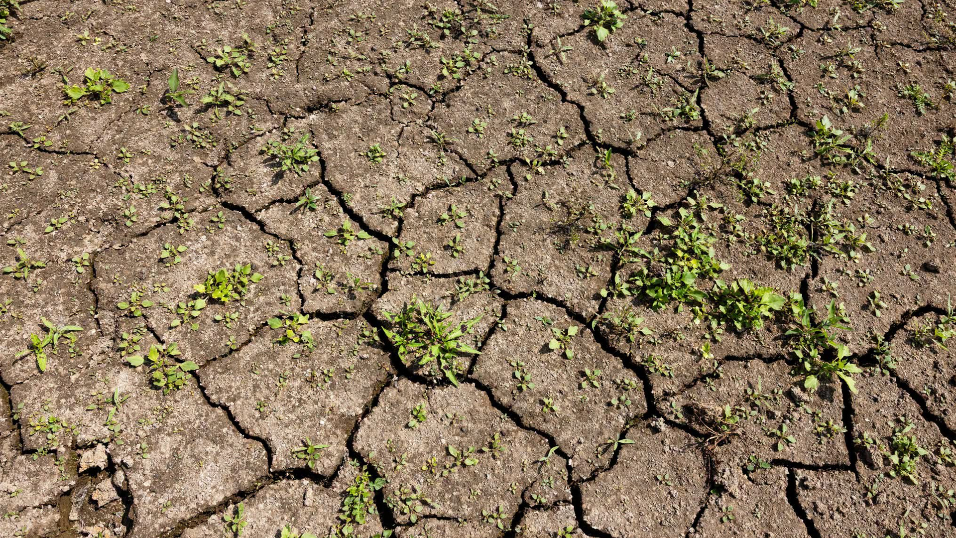 Hete zomer bezorgt waterschap Aa en Maas veel werk: ‘Droogte laat ons watersysteem piepen en kraken’