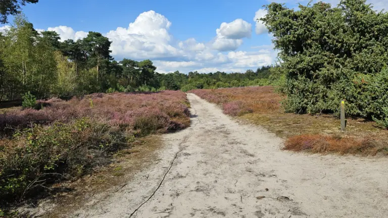 Heide in Vlierden bloeit ondanks extreme droogte: ‘Kleuren laten zien hoe zwaar natuur het heeft gehad’