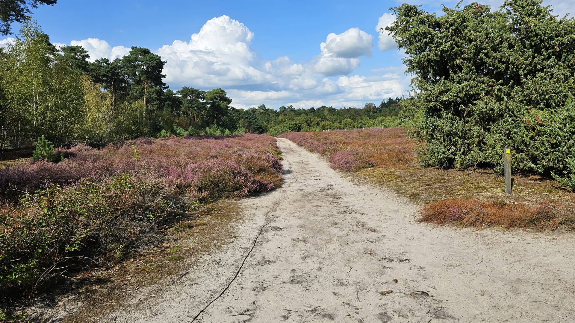 Heide in Vlierden bloeit ondanks extreme droogte: ‘Kleuren laten zien hoe zwaar natuur het heeft geh