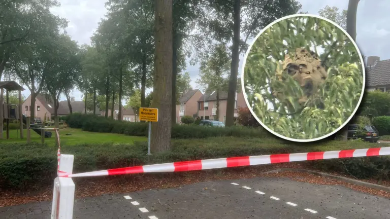 Groot nest geelpoothoornaar ontdekt in Deurne; gemeente zet speeltuin aan Fitissingel af