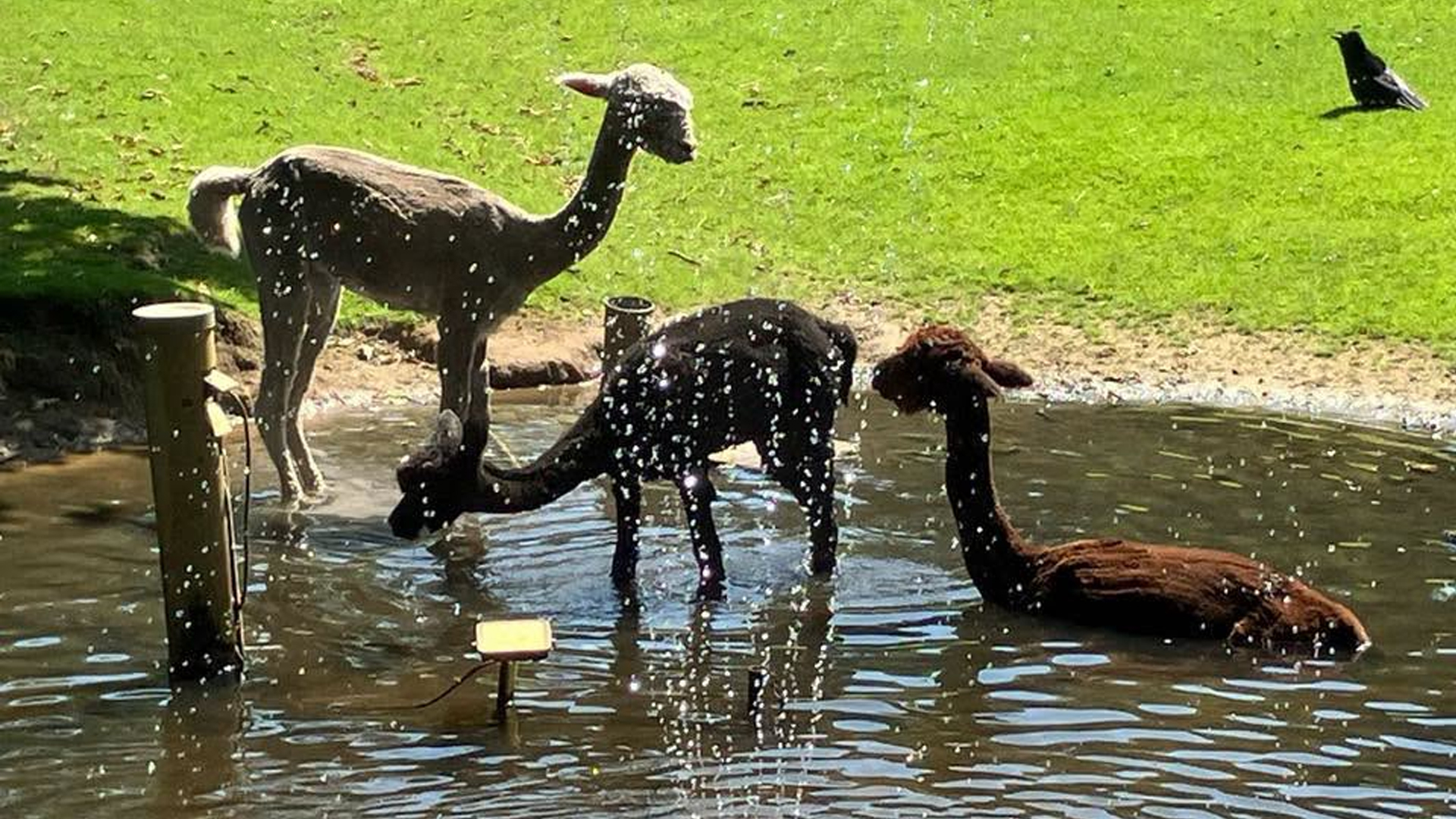 [VIDEO] ‘Zomer in de Peel’ met hoe dieren hoofd koelhouden bij Parkboerderij Deurne en concert bij O
