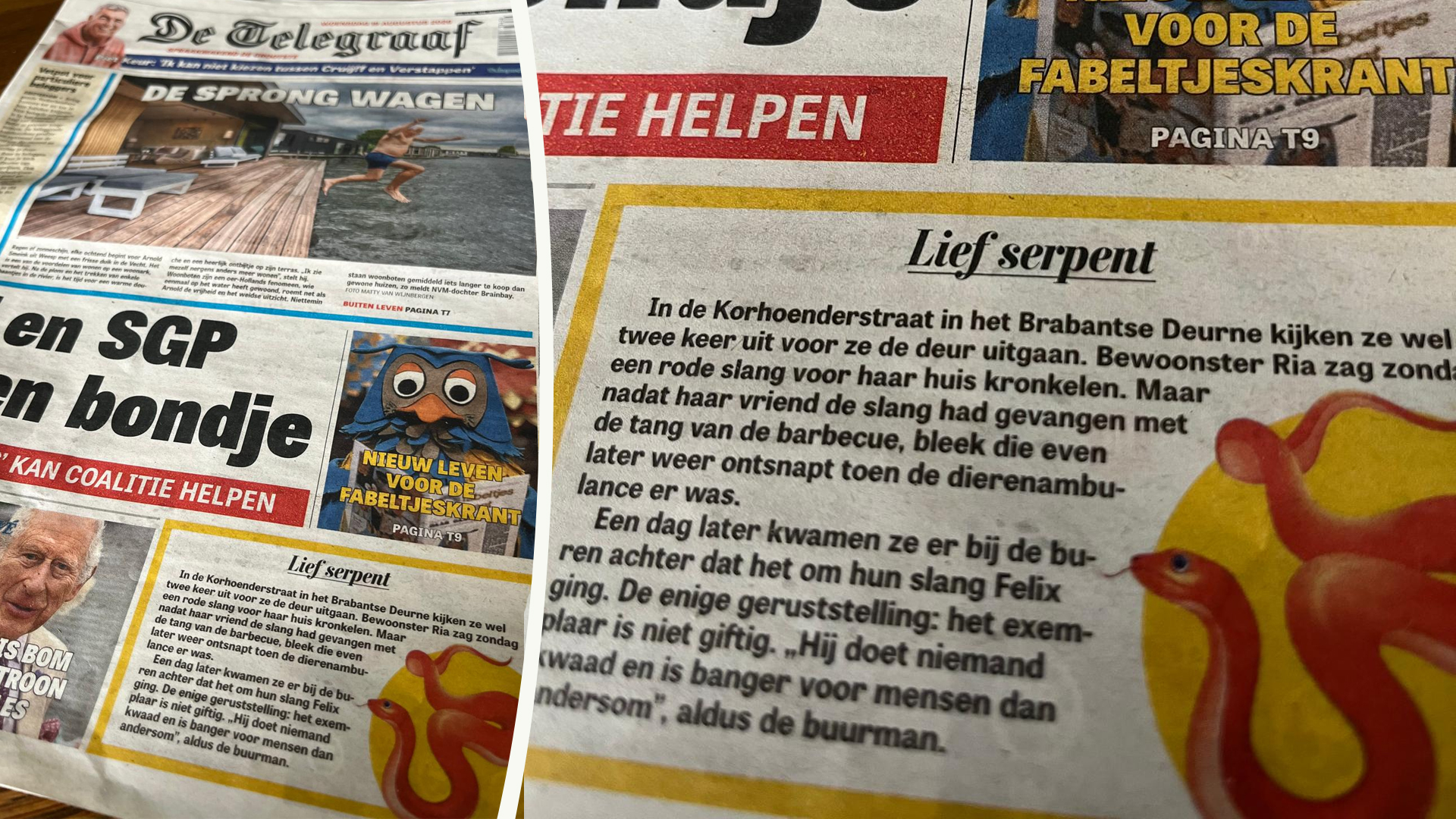 Ontsnapte slang in Deurne haalt voorpagina van De Telegraaf; dier wordt nog steeds vermist