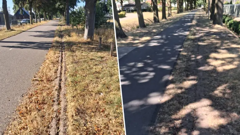 Stichting Boombelijd bezorgd over doorzagen van wortels door gemeente: ‘Is over kilometers lengte gebeurd’