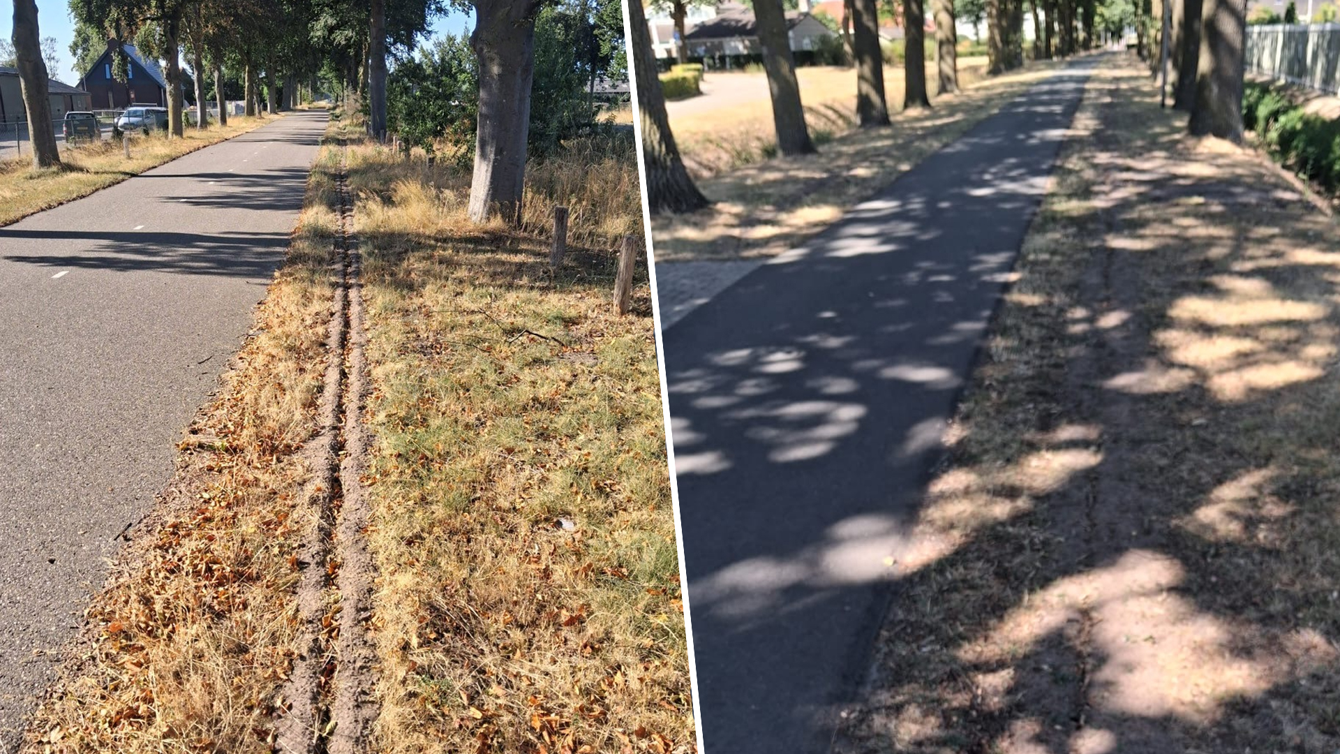 Stichting Boombelijd bezorgd over doorzagen van wortels door gemeente: ‘Is over kilometers lengte ge