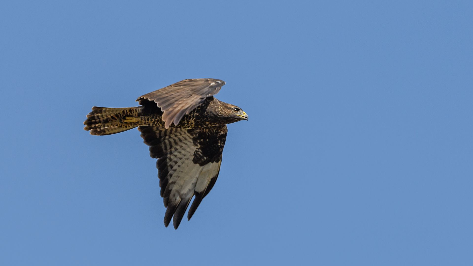 Roofvogel komt in Neerkant vast te zitten in grille van auto en reist ongewild mee naar Grubbenvorst