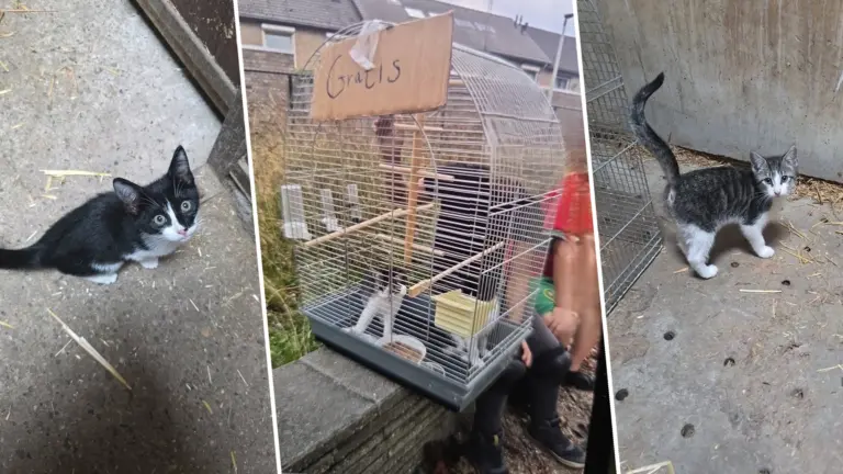Kittens in vogelkooi gedumpt in Deurne met bordje erop: ‘gratis’