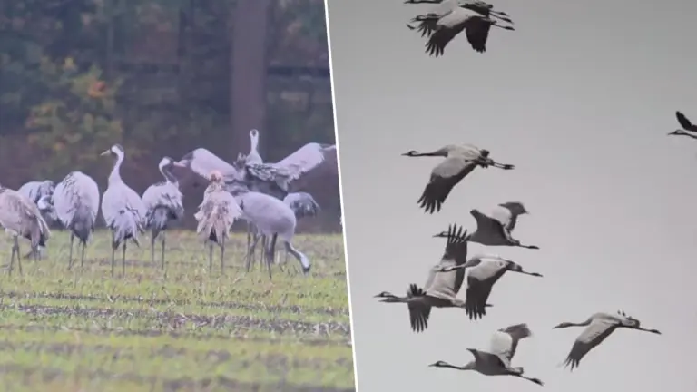 Kraanvogels verblijven opvallend lang in Helenaveen, Liessel en Deurne: ‘Dat zie je niet vaak’