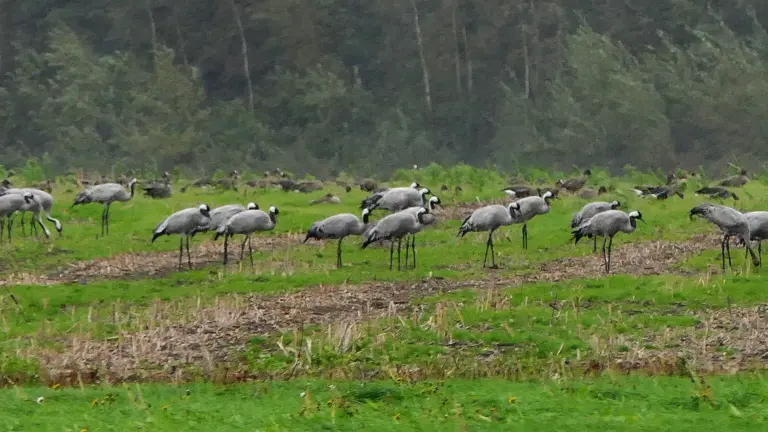 Langblijvers in de Peel zorgen voor mooie plaatjes; uitgebreide tussenstop voor duizenden kraanvogels