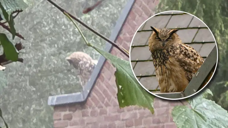 Grote oehoe houdt al dagenlang gemoederen bezig van bewoners Romeinstraat in Deurne
