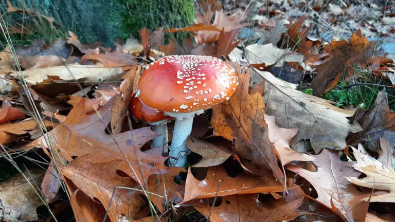 Natuur laat herfstpracht in Vlierden zien met bijzondere paddenstoelen, maar is niet zonder gevaar