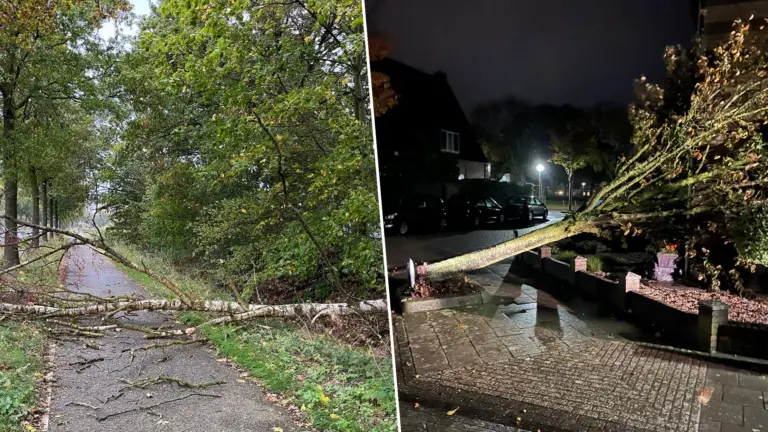 Storm laat spoor van vernieling achter in gemeente Deurne: afgebroken takken en omgewaaide bomen